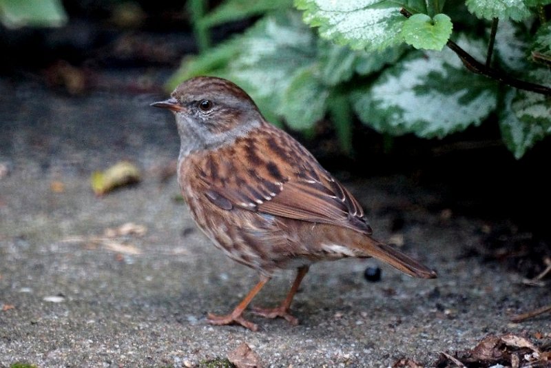 Heggenmusl01
