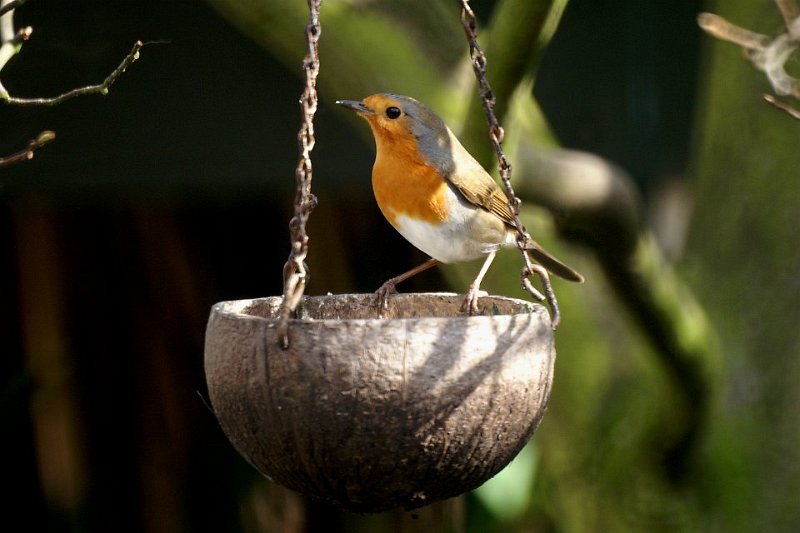 Roodborst01