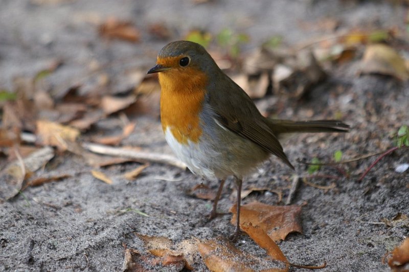 Roodborst12