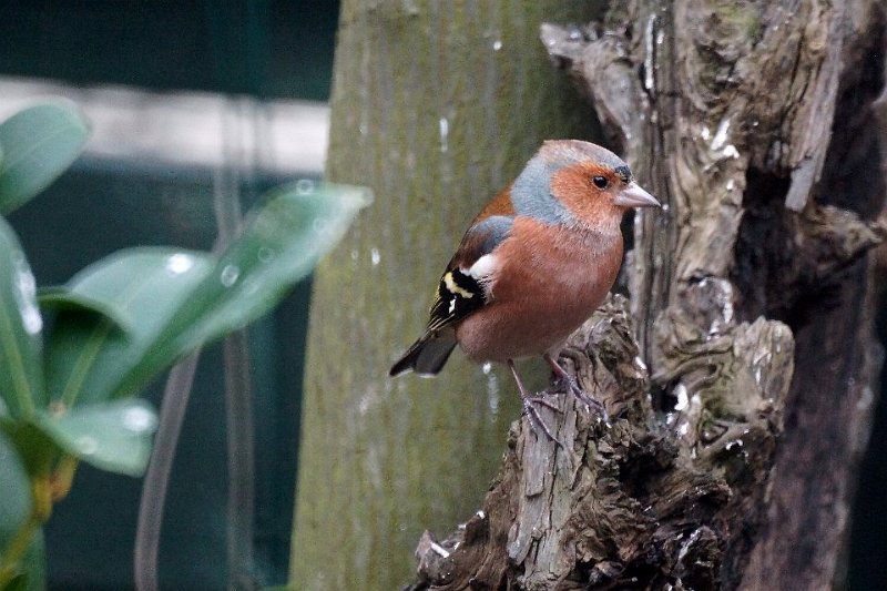 Vink09