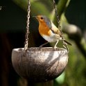 Roodborst01