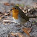 Roodborst12