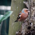 Vink09